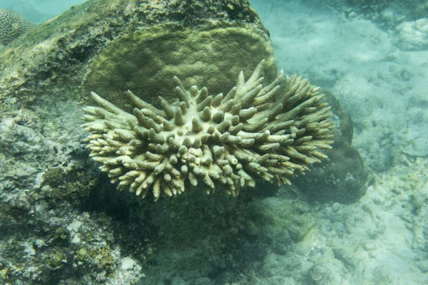 Niewiele Pozostałych Żywych Korali Morzu Seszeli — Zdjęcie stockowe