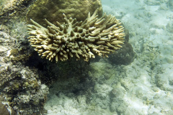 Pochi Coralli Viventi Rimasti Nel Mare Delle Seychelles — Foto Stock