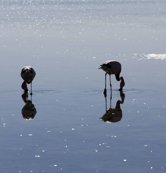 Şili Tuz Gölünde Iki Flamingo — Stok fotoğraf