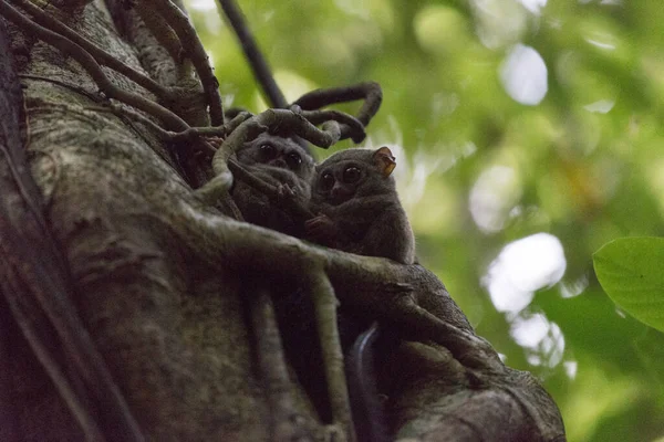Dois Társios Uma Árvore Parque Tangkoko Indonésia — Fotografia de Stock