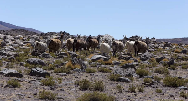Fotografie Mnoha Guanackých Zvířat Andách Chile — Stock fotografie