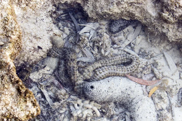 Disgusting Worm Sea New Caledonia — Stock Photo, Image