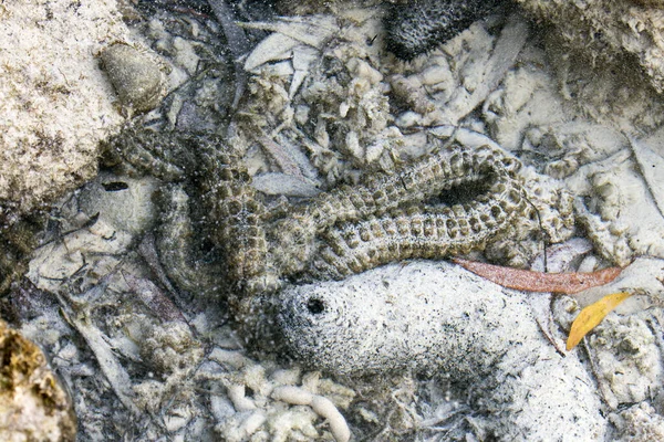 Ein Ekelhafter Wurm Meer Neukaledonien — Stockfoto