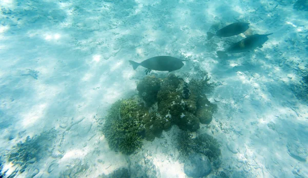 Naso Unicornis Peces Mar Nueva Caledonia — Foto de Stock