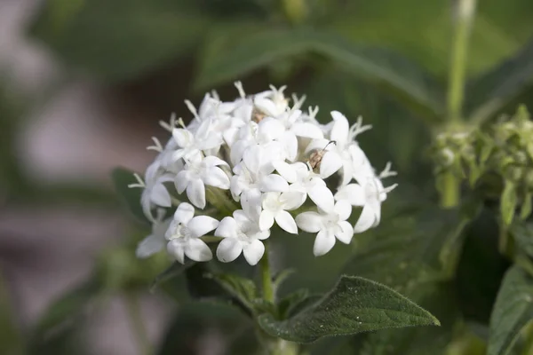 ニューカレドニアで白い花を閉じる — ストック写真