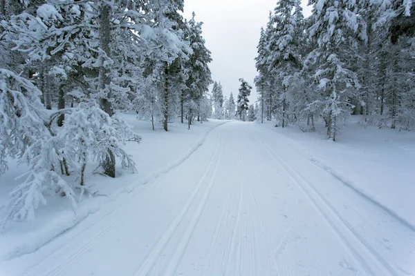 Uma Paisagem Congelada Finlândia Durante Inverno — Fotografia de Stock