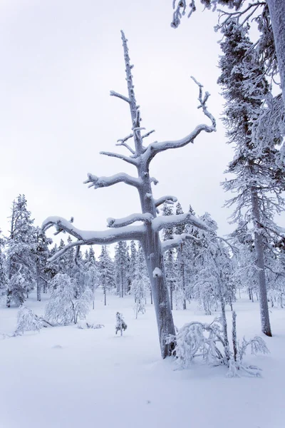 Een Bevroren Landschap Finland Tijdens Winter — Stockfoto