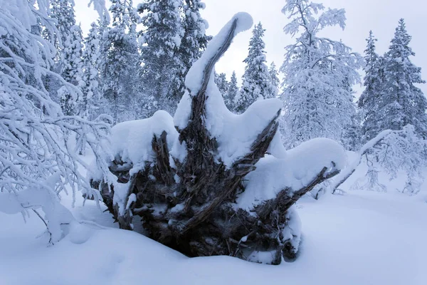 Een Bevroren Landschap Finland Tijdens Winter — Stockfoto