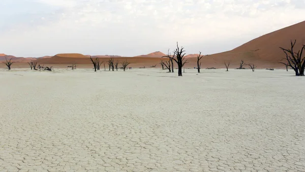Una Foto Del Famoso Desierto Deadvlei Namibia — Foto de Stock