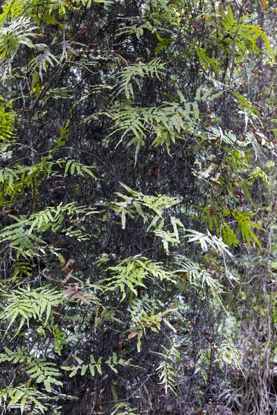 Détail Plantes Dans Bois Nouvelle Calédonie — Photo