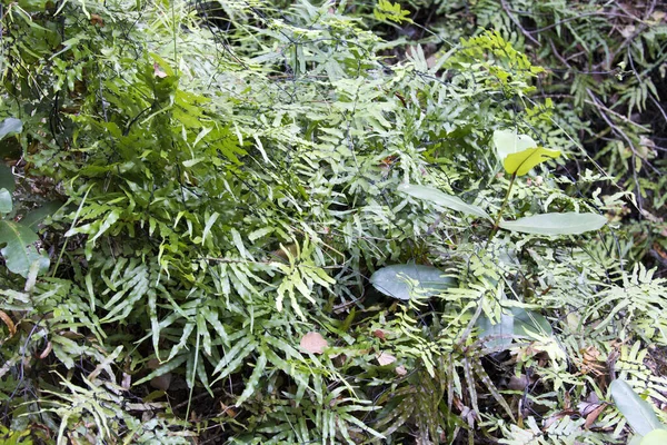 Dettaglio Piante Nel Bosco Della Nuova Caledonia — Foto Stock