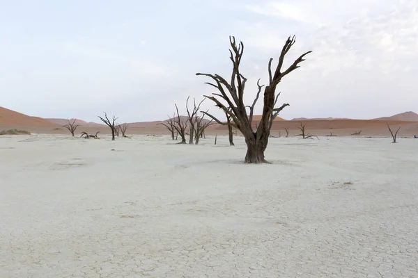 Una Foto Del Famoso Desierto Deadvlei Namibia — Foto de Stock