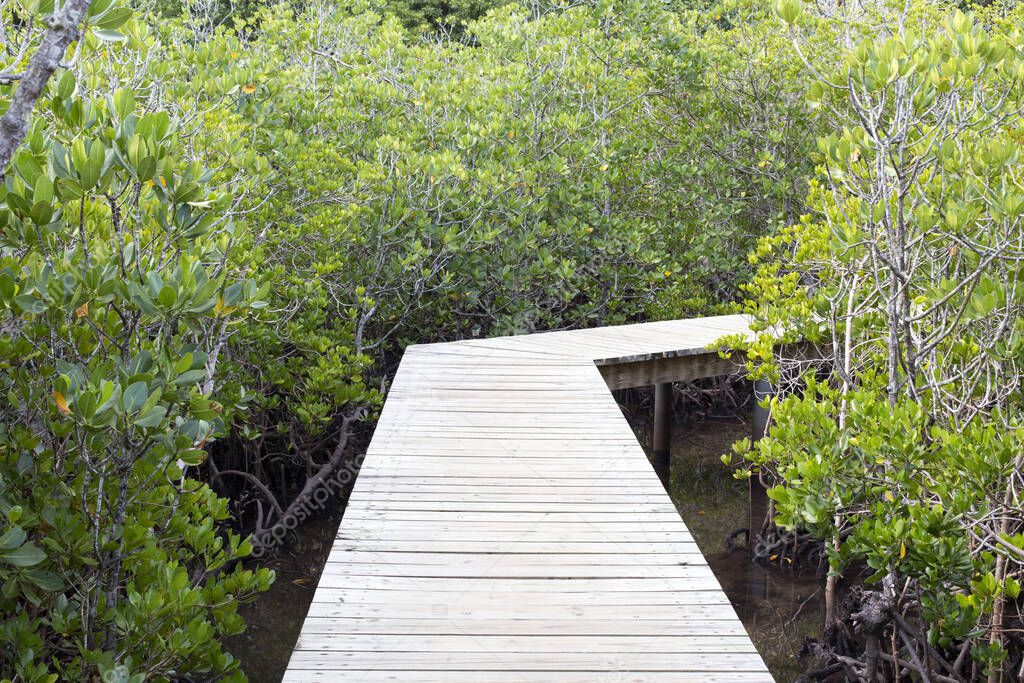 view of a pier in a mangrove swamp