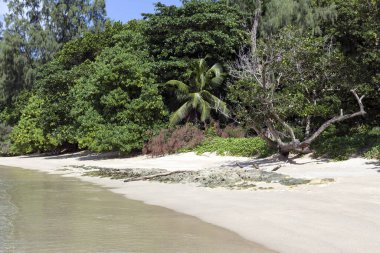 Seyşeller adalarında bir sahil Tropik cennet