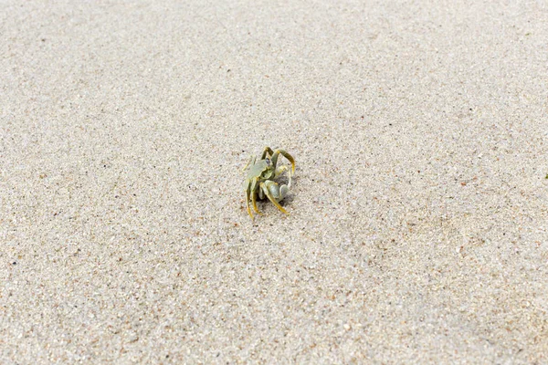 砂の中の孤独なカニセーシェル — ストック写真