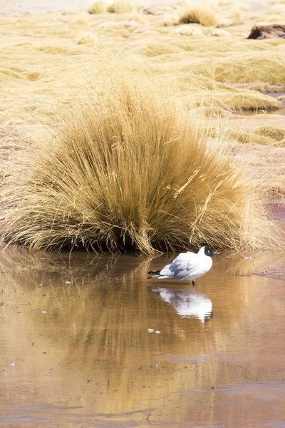智利北部一个泻湖中的海鸥 — 图库照片