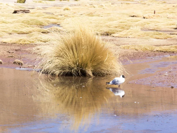 Mås Lagun Norra Chile — Stockfoto