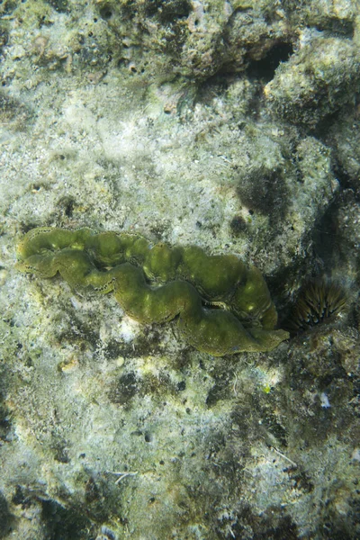 An underwater picture of tridacna clam in Indonesia