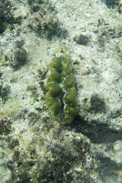 Uma Imagem Subaquática Amêijoa Tridacna Indonésia — Fotografia de Stock