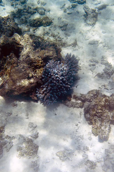 Het Prachtige Leven Van Zee Van Nieuw Caledonië — Stockfoto