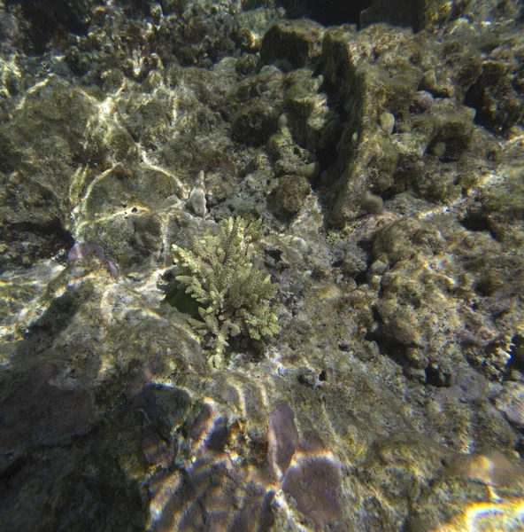 The beautiful life of the sea of New Caledonia