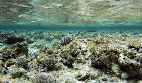 Bella Vita Del Mare Della Nuova Caledonia — Foto Stock