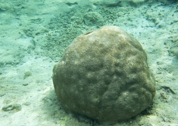 The beautiful life of the sea of New Caledonia