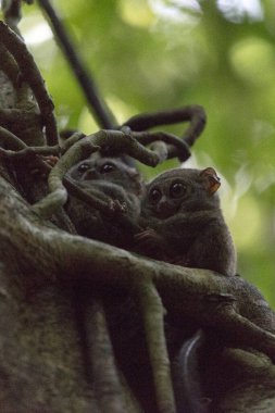 Endonezya, Tangkoko 'da bir ağaçta iki tarsius.
