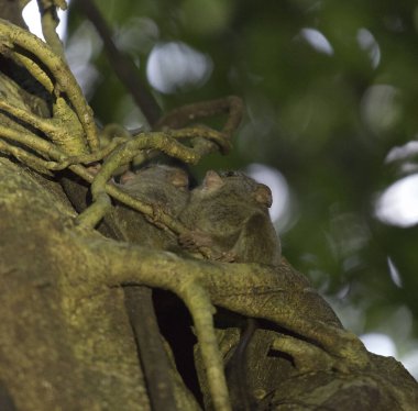 Endonezya, Tangkoko 'da bir ağaçta iki tarsius.