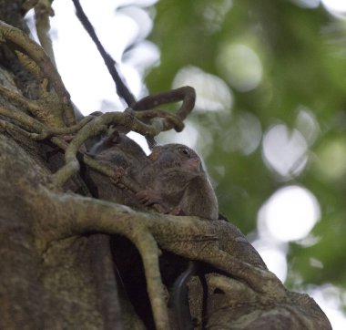 Endonezya, Tangkoko 'da bir ağaçta iki tarsius.