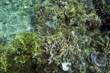 Tropikal denizdeki mercanların bir resmi