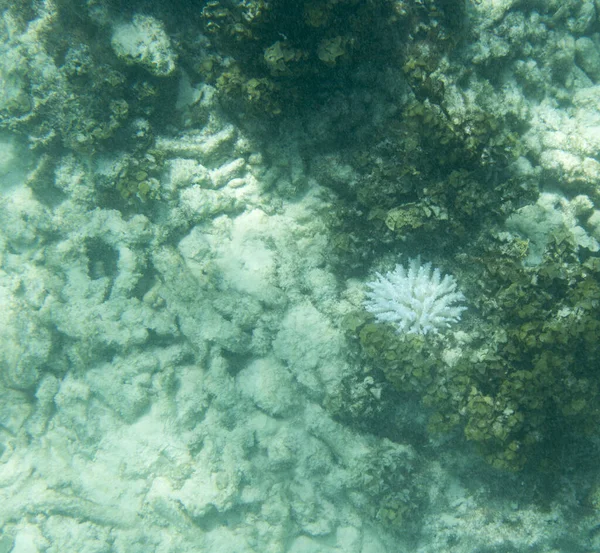 Отбеливание Кораллов Сейшельских Островах Море Перед Диг — стоковое фото