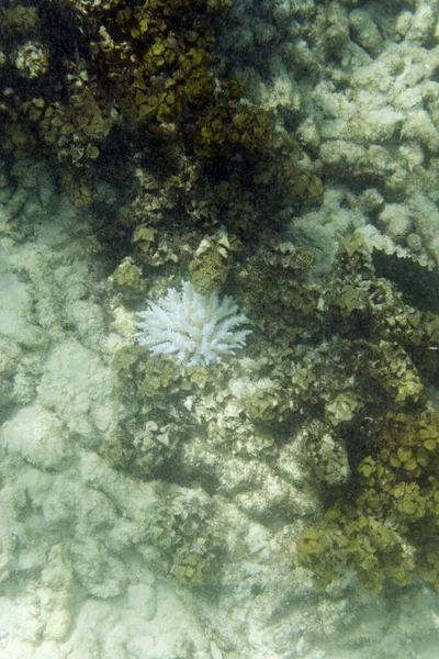 塞舌尔的珊瑚漂白 Digue前面的大海 — 图库照片