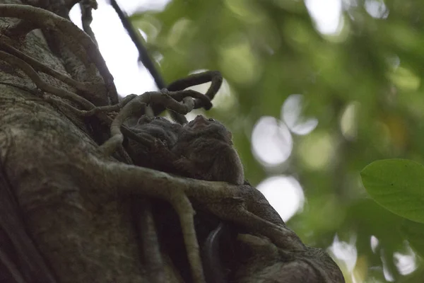 印度尼西亚 树上的两个焦油 — 图库照片