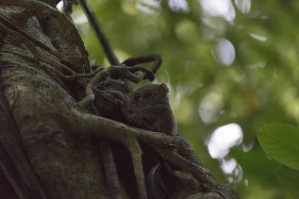 印度尼西亚 树上的两个焦油 — 图库照片