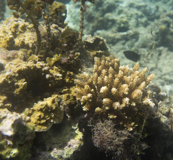 Tropikal Denizdeki Mercanların Bir Resmi — Stok fotoğraf