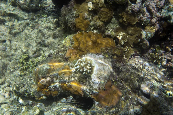 A picture of corals in tropical sea