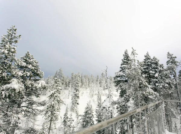 Uma Paisagem Congelada Lapônia Durante Inverno — Fotografia de Stock