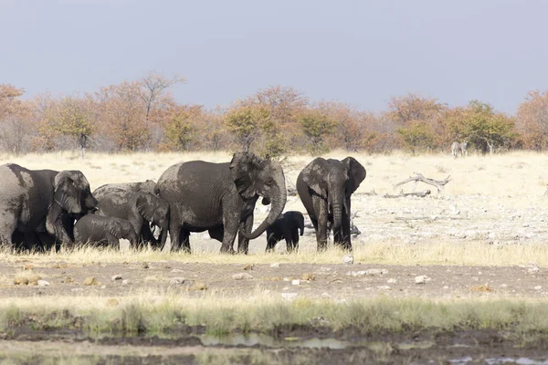 Troupeau Éléphants Dans Parc Nord Namibie — Photo