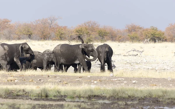 纳米比亚北部一个公园里的一群大象 — 图库照片