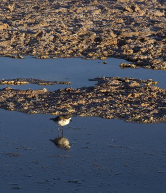 Puna Plover, Atacama lagünündeki Charadrius Alticola. Şili
