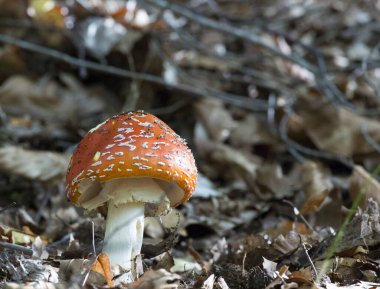 Ormanda bir mantar, İtalya