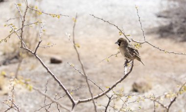 Namibya 'daki bir serçenin fotoğrafı.