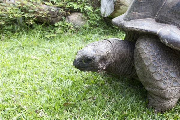 Una Tortuga Gigante Las Islas Seychelles Seychelles — Foto de Stock