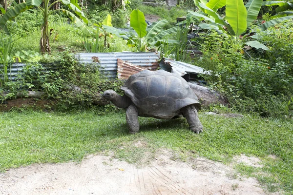 Uma Tartaruga Gigante Nas Ilhas Seychelles Seychelles — Fotografia de Stock