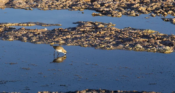 在阿塔卡马泻湖的Puna Plover Charadrius Alticola — 图库照片