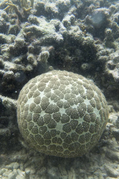 Pincushion Starfish Nebo Culcita Novaeguineae Moři Togijských Ostrovů Indonésie — Stock fotografie