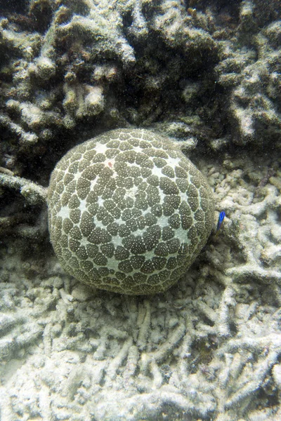 Pincushion Starfish Culcita Novaeguineae Mar Las Islas Togian Indonesia — Foto de Stock