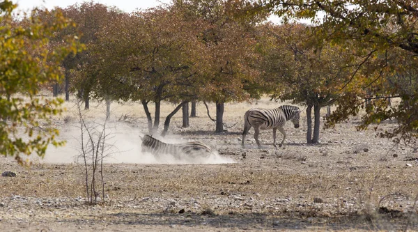 Deux Animaux Zèbres Dans Savane Namibie — Photo