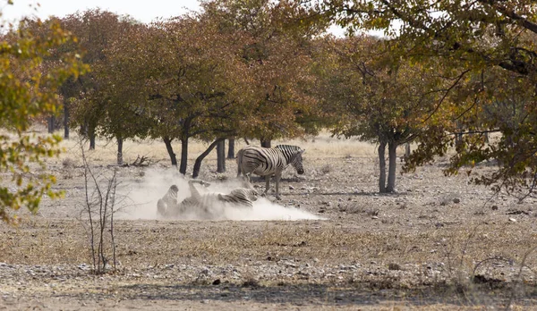 Savanada Iki Zebra Hayvanı Namibya — Stok fotoğraf